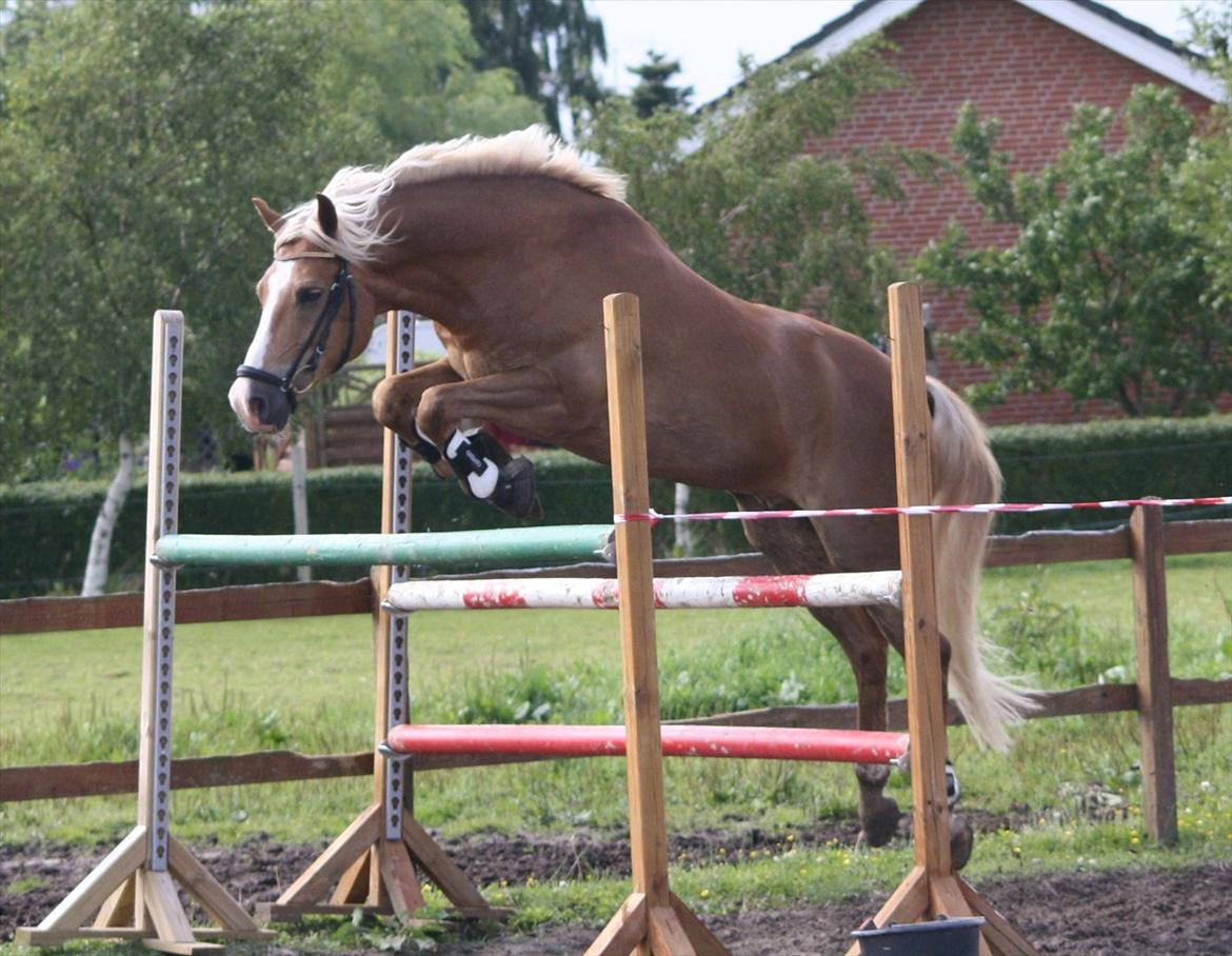 New Forest Holmens Facos - Foto: JL-Foto billede 17