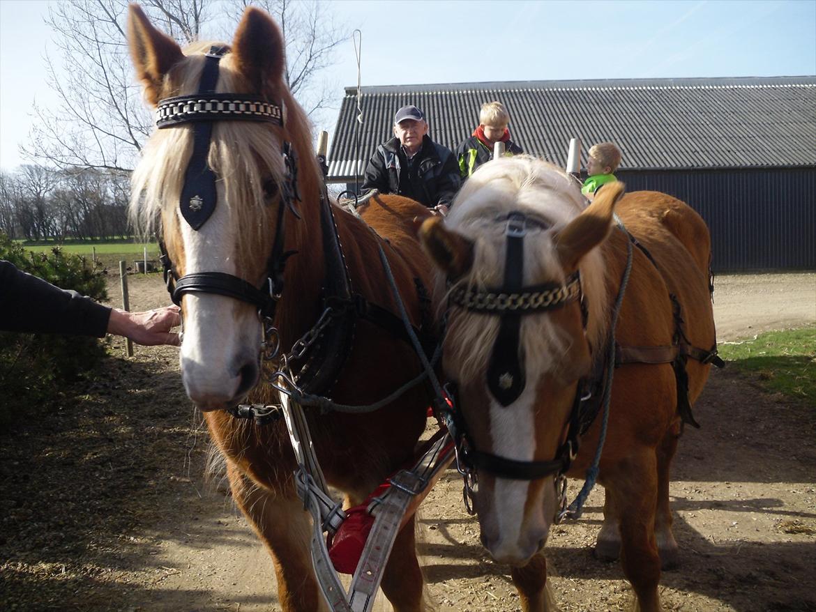 Haflinger Gråbjerghøjs Svea billede 18