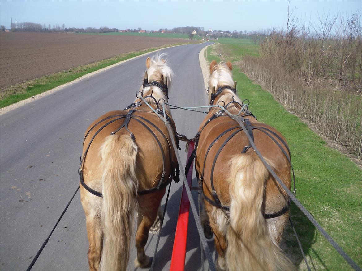 Haflinger Gråbjerghøjs Svea billede 19