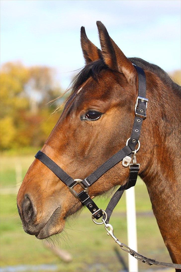 Dansk Varmblod Teglgårdens Rafaella billede 2