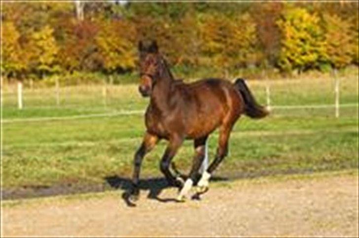 Dansk Varmblod Teglgårdens Rafaella billede 7