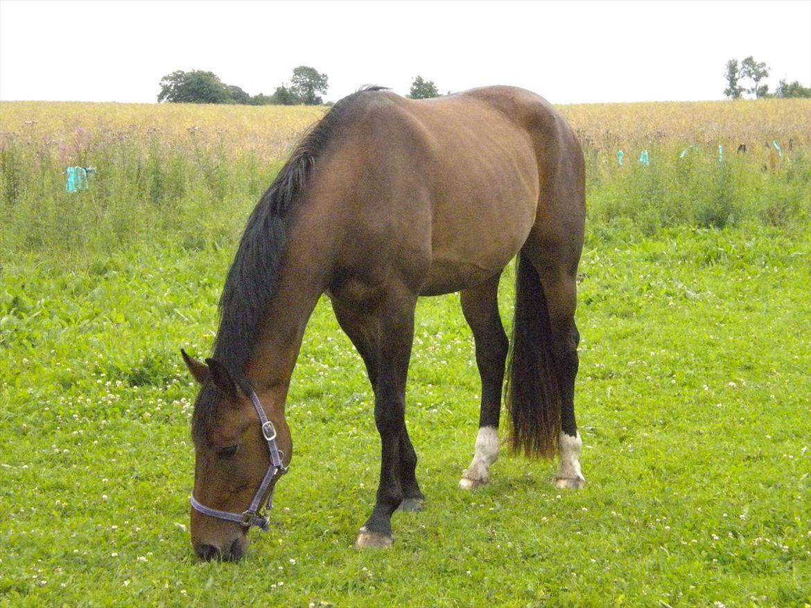 Dansk Varmblod Teglgårdens Rafaella billede 4