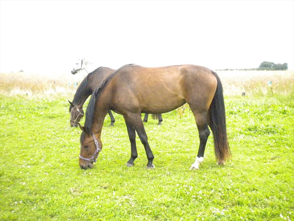 Dansk Varmblod Teglgårdens Rafaella billede 8