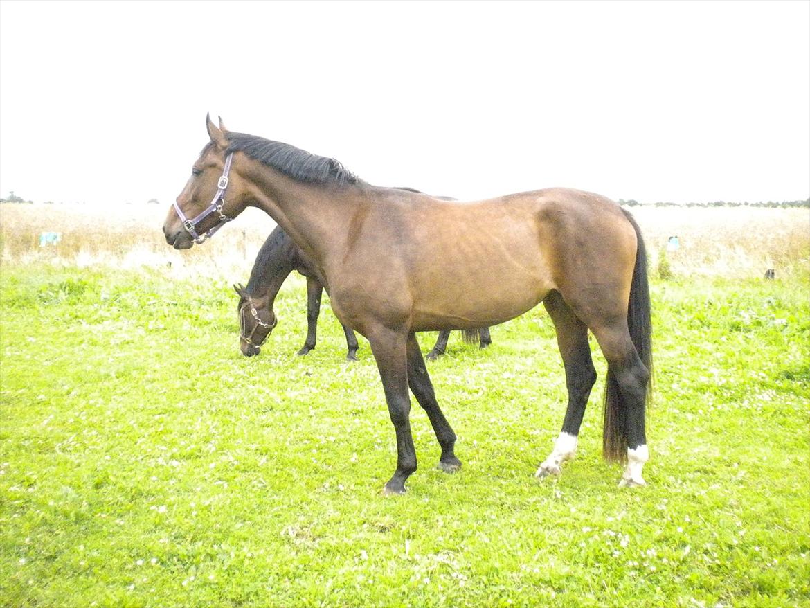 Dansk Varmblod Teglgårdens Rafaella billede 5