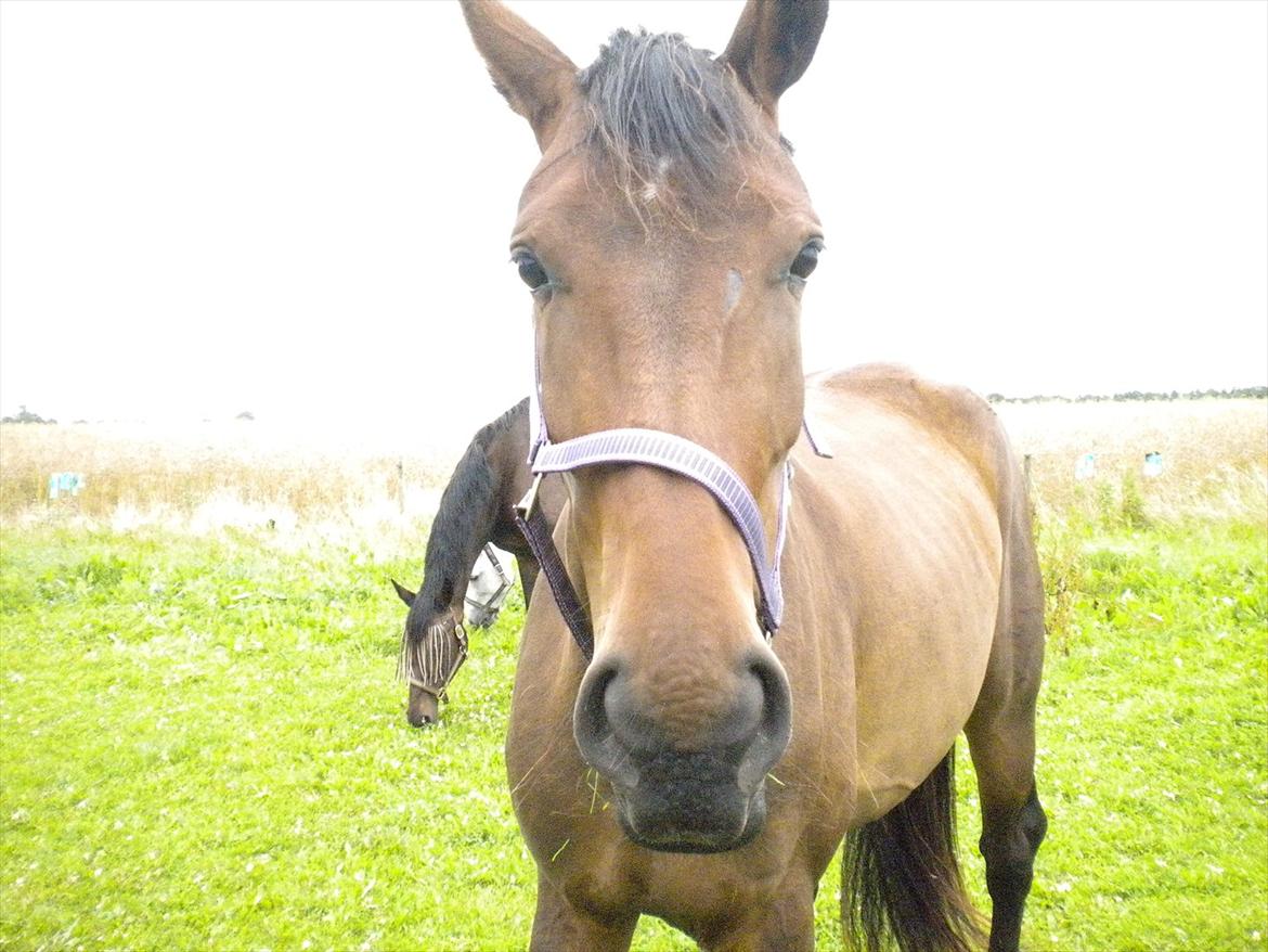 Dansk Varmblod Teglgårdens Rafaella billede 9