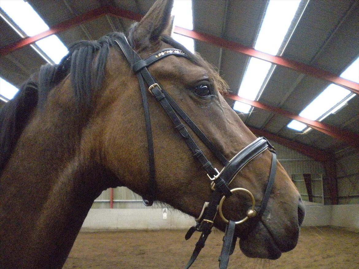 Dansk Varmblod Teglgårdens Rafaella billede 11