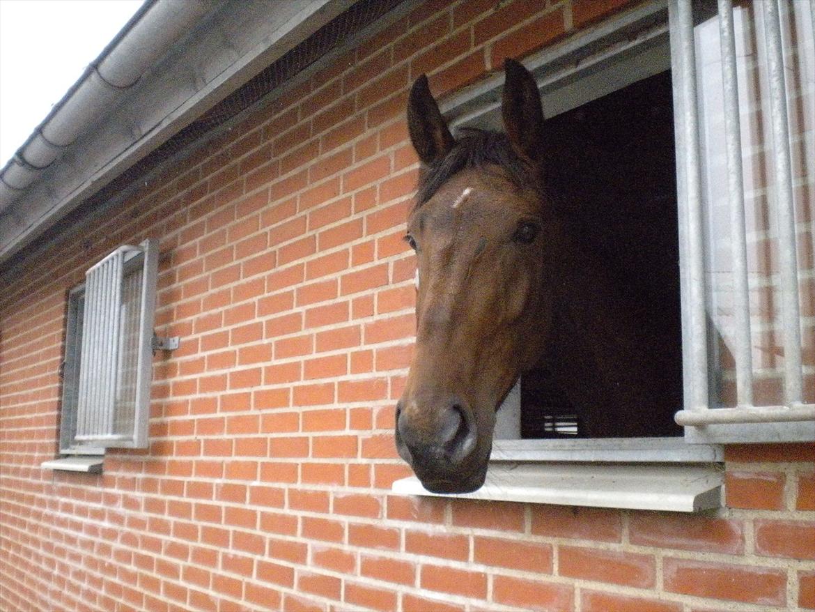 Dansk Varmblod Teglgårdens Rafaella billede 12