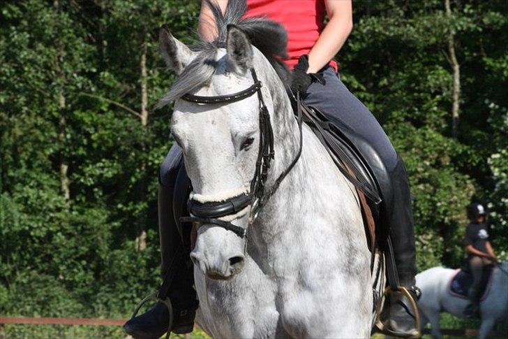 Dansk Varmblod Artimis A' Fenris - FOTO: Laura S. Moseholt billede 2