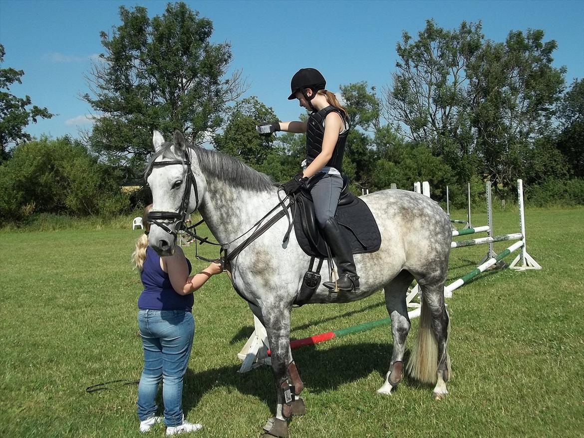 Dansk Varmblod Artimis A' Fenris - Spring :D
FOTO: Adele Kleinert billede 3