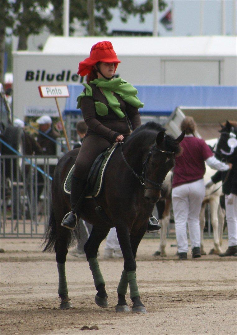 New Forest Holmens Sir Bastian *Solgt* - Landsskue Herning 2011
Foto: JL-Foto billede 9