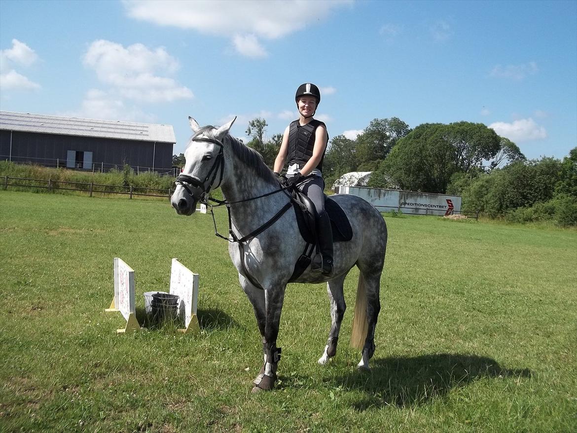 Dansk Varmblod Artimis A' Fenris - Spring :D
FOTO: Adele Kleinert billede 4