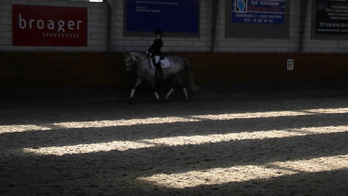 Dansk Varmblod Artimis A' Fenris - Klubmesterskab 2011 billede 6