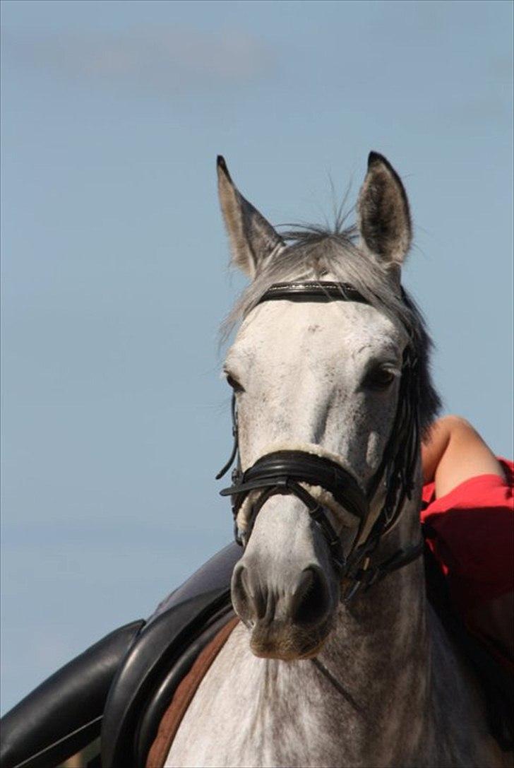 Dansk Varmblod Artimis A' Fenris - FOTO: Laura s. moseholt billede 7