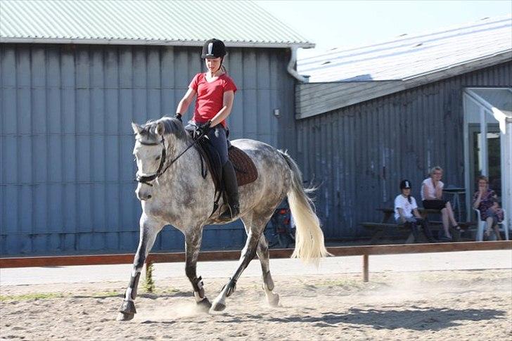 Dansk Varmblod Artimis A' Fenris - FOTO: Laura s. moseholt billede 8