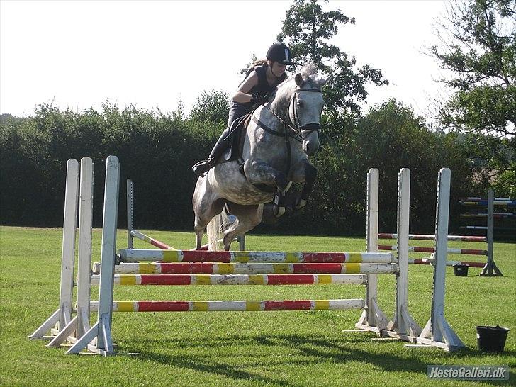 Dansk Varmblod Artimis A' Fenris - Første springtime
FOTO: Hannah Houlind billede 10