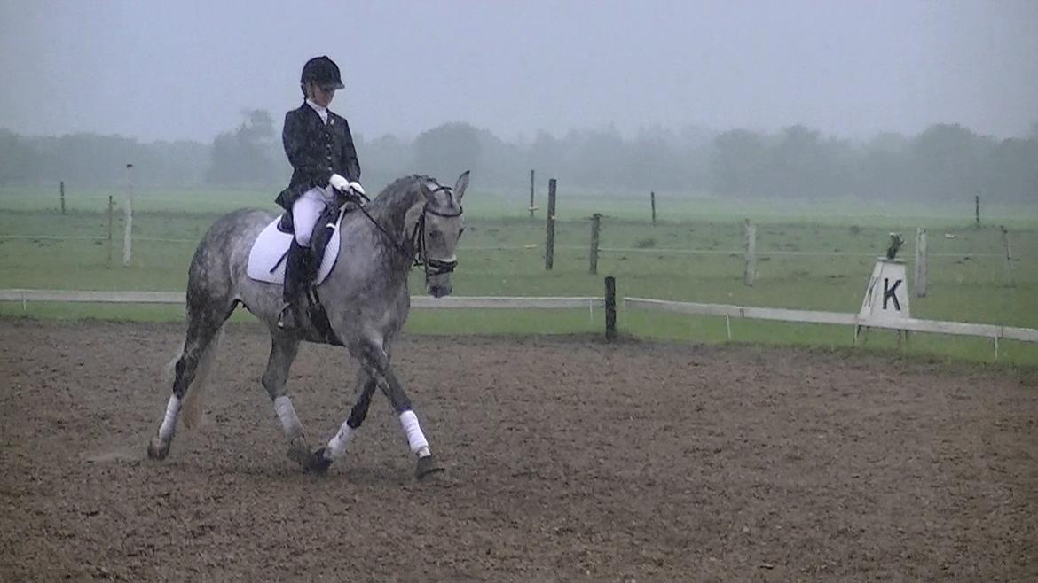 Dansk Varmblod Artimis A' Fenris - LA1 i padborg billede 11