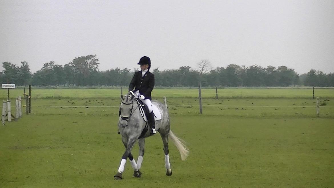 Dansk Varmblod Artimis A' Fenris - Stævne i padborg billede 12