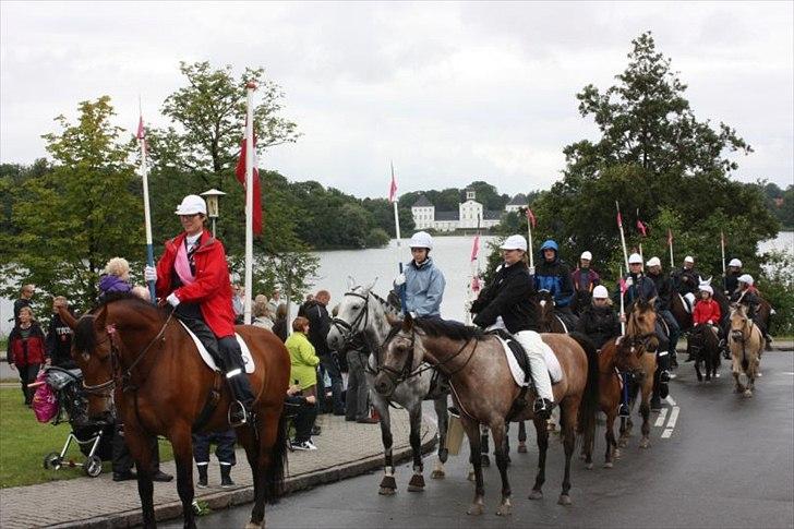 Dansk Varmblod Artimis A' Fenris - Gråsten ringridning billede 13