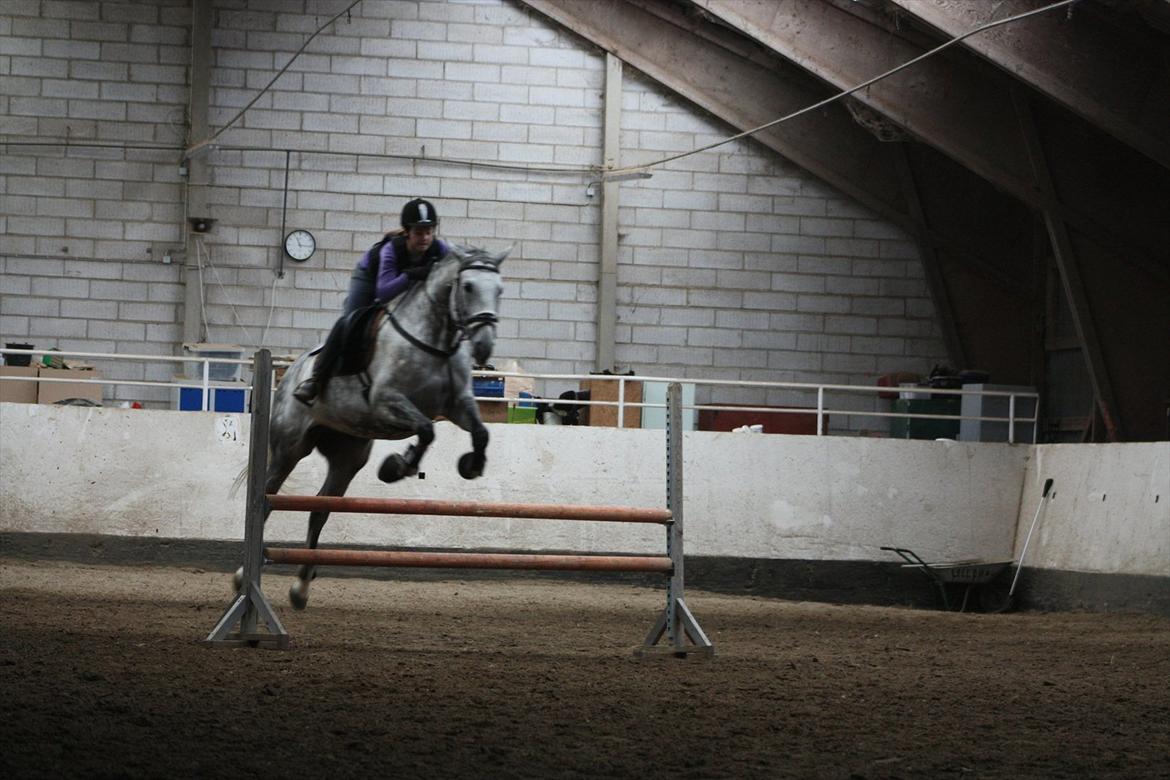 Dansk Varmblod Artimis A' Fenris - Spring
FOTO: Laura S. Moseholt billede 14