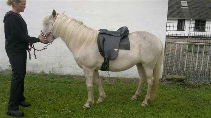 Islænder Skyssa fra Tøndborg - 2. gang med sadel her hos mig - hun er sej :) billede 5