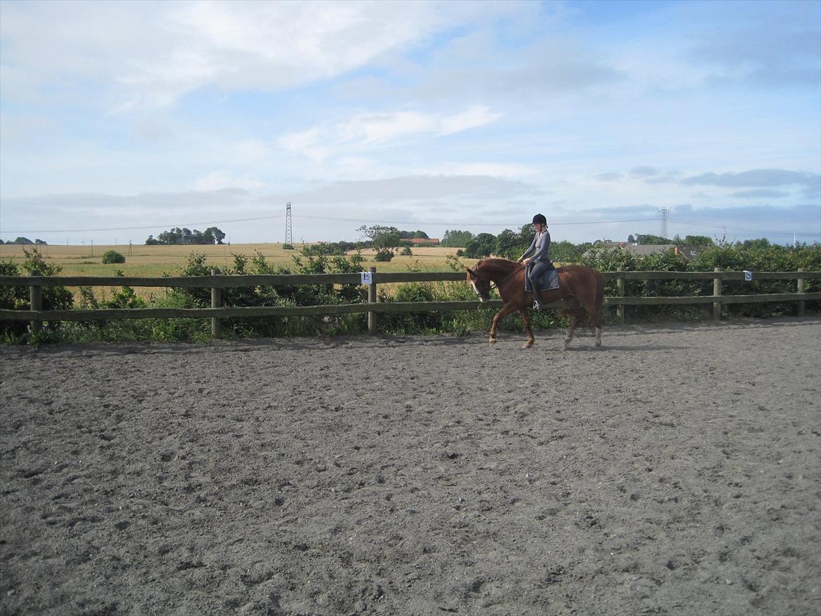 Frederiksborg Hyldekærs Cassandra billede 5