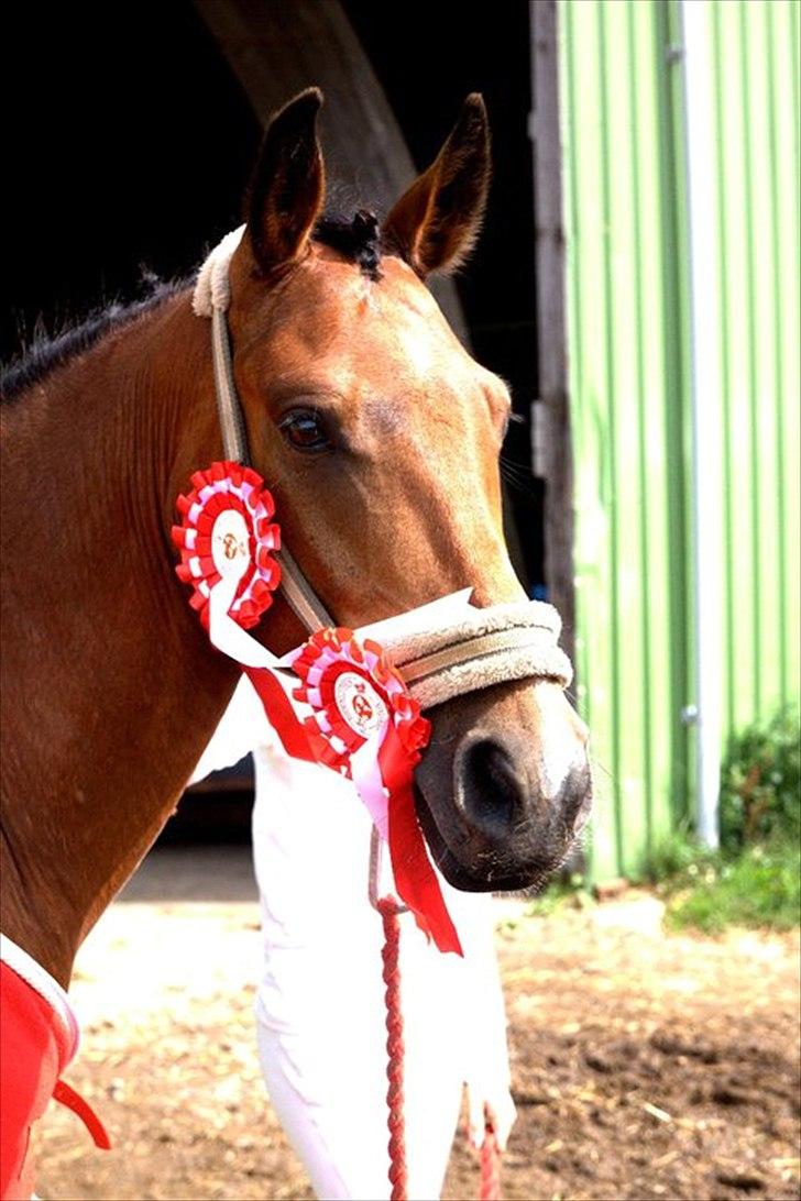 DSP Kenobi *Solgt* - Vinder af 2 LC1'er! Foto: Maria billede 8