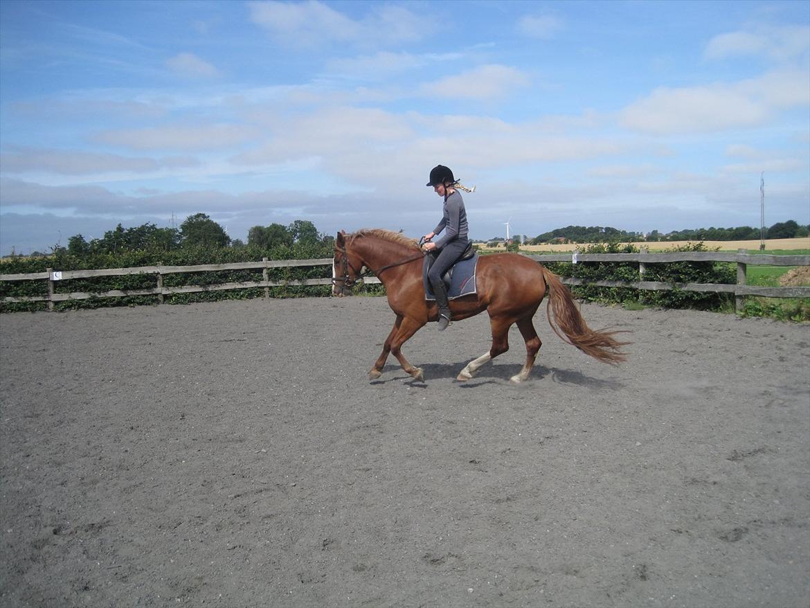 Frederiksborg Hyldekærs Cassandra billede 2