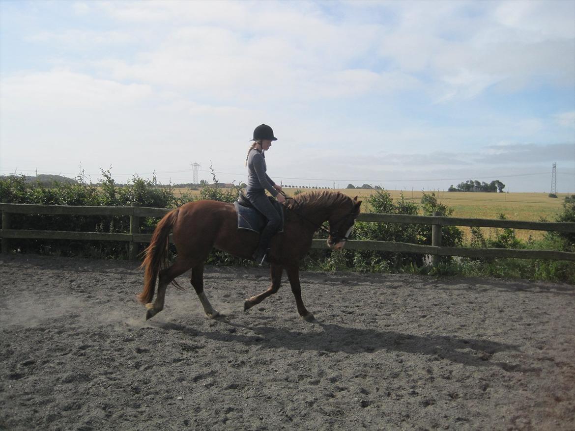 Frederiksborg Hyldekærs Cassandra billede 1