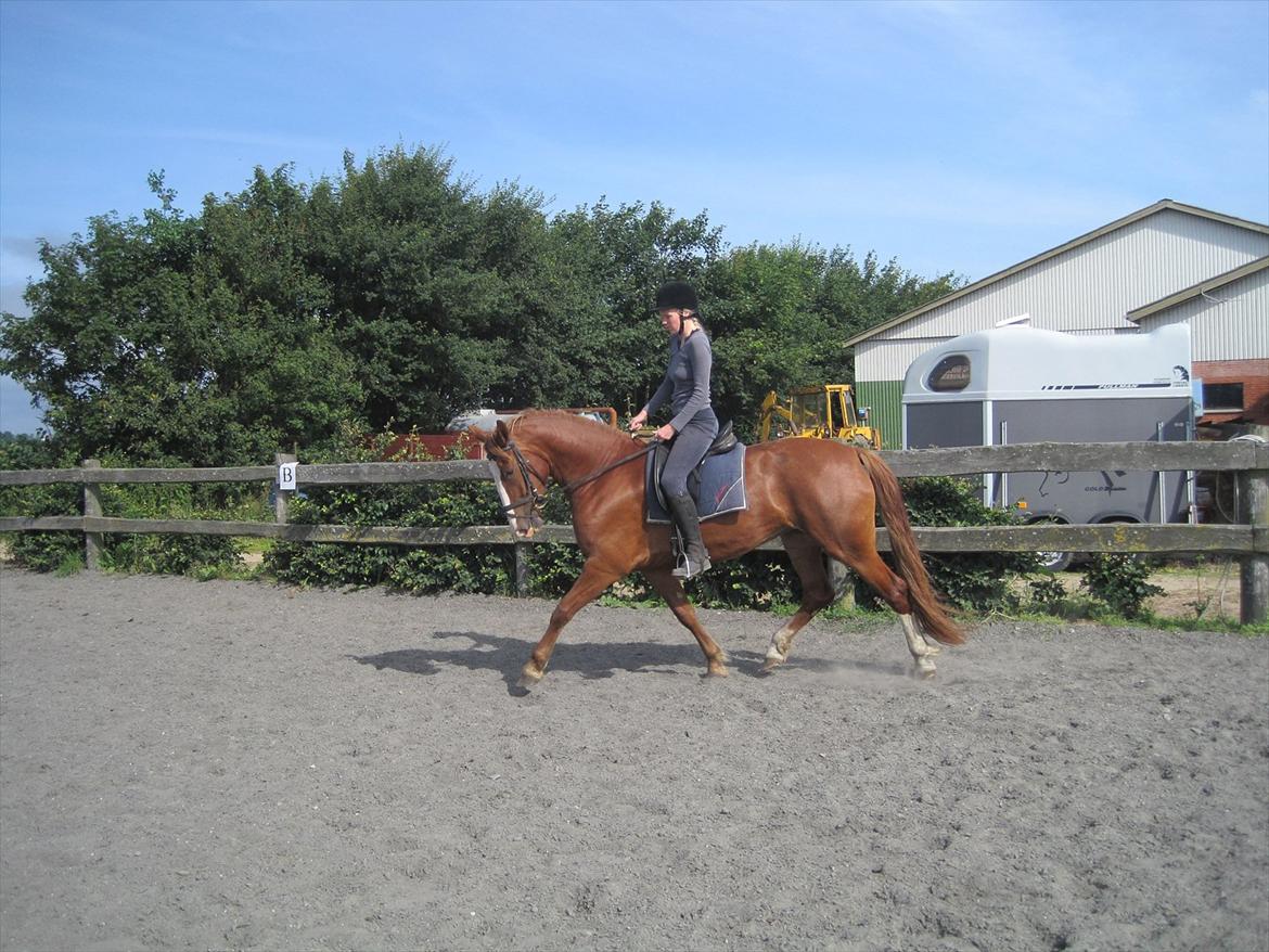 Frederiksborg Hyldekærs Cassandra billede 6