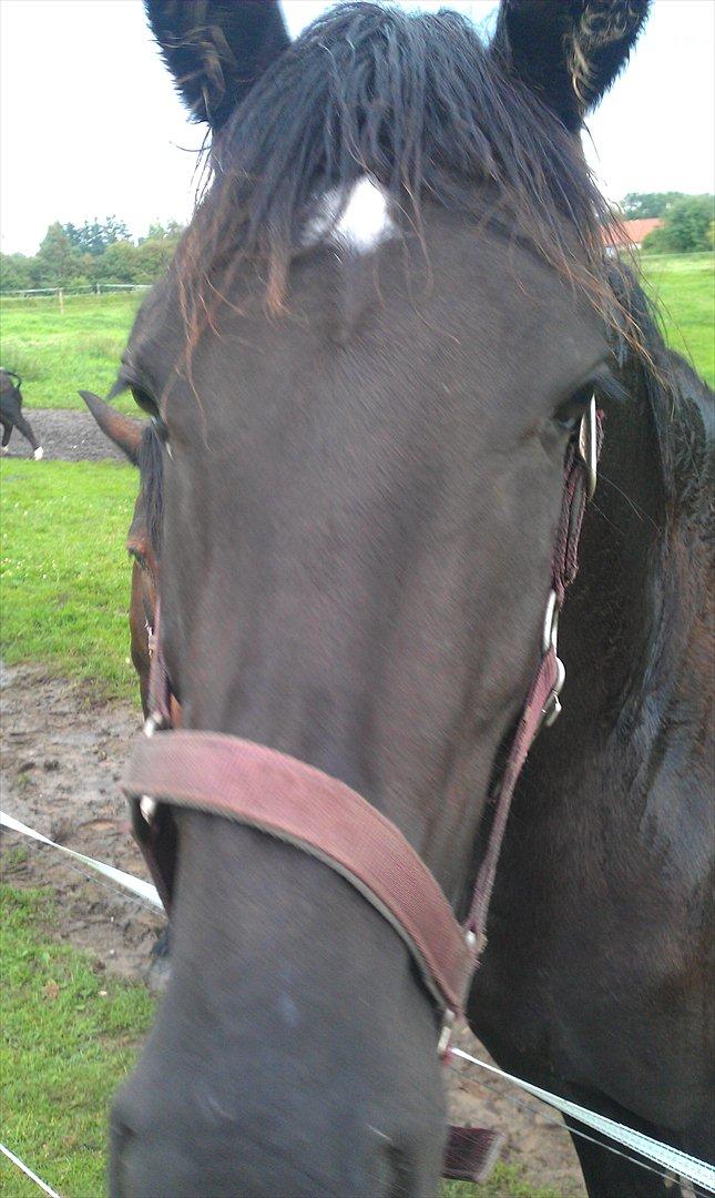 Barockpferd Felina Solgt - Nærkontakt :)  billede 16