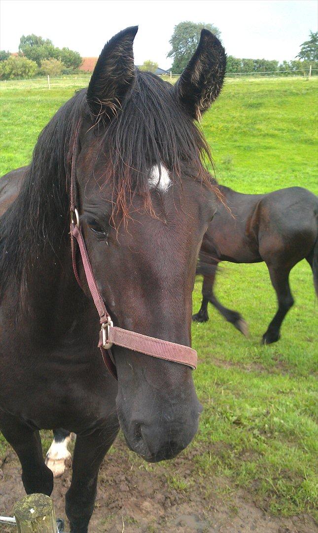 Barockpferd Felina Solgt - Felina var også nysgerrig efter Anna´s paraply :)  billede 17