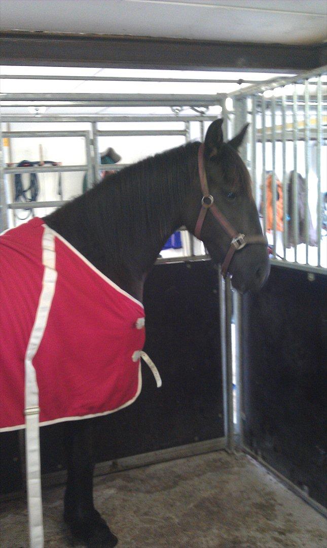 Barockpferd Felina Solgt - Prøver dækken for første gang, var så rolig :)  billede 18