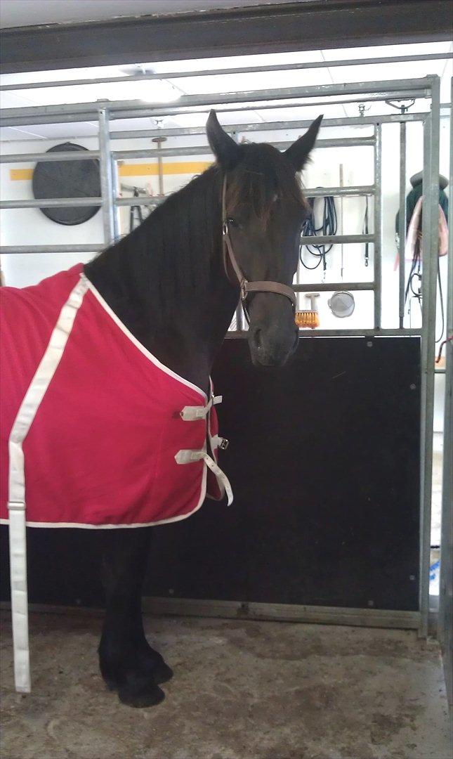 Barockpferd Felina Solgt - Hun bliver smukkere for hver dag :)  billede 19