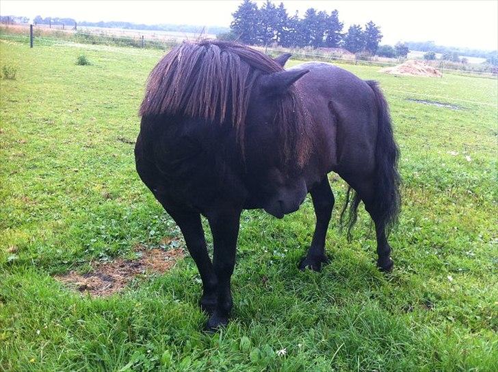 Shetlænder Star billede 30