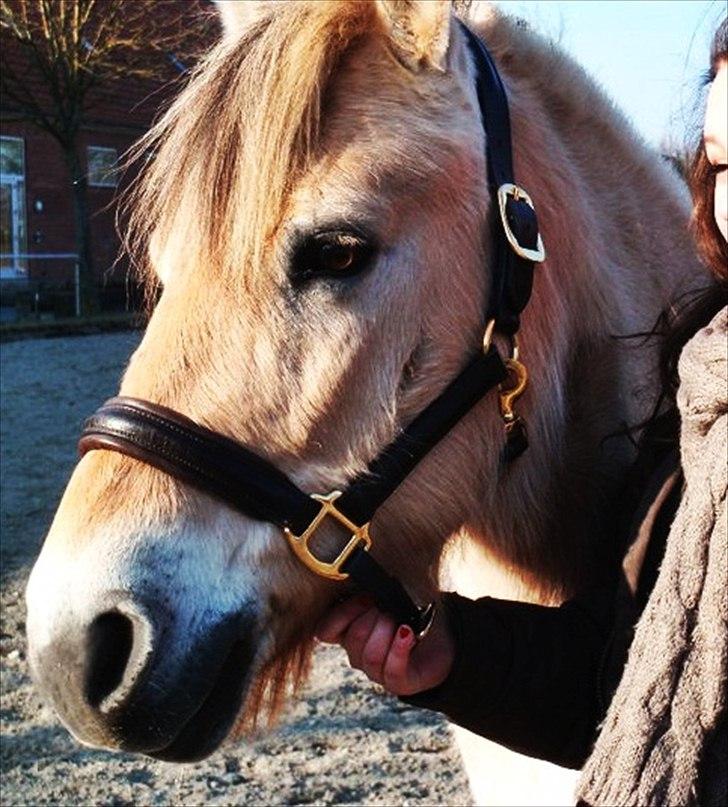 Fjordhest Pouline - En meget kold forårsdag!:D billede 15