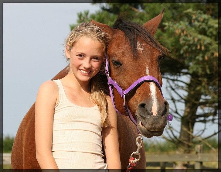 Hollandsk Sportspony Phebie billede 4