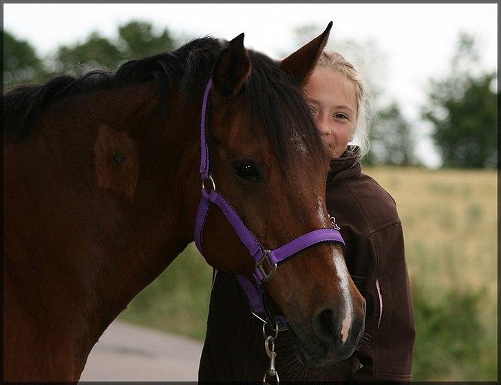 Hollandsk Sportspony Phebie billede 14
