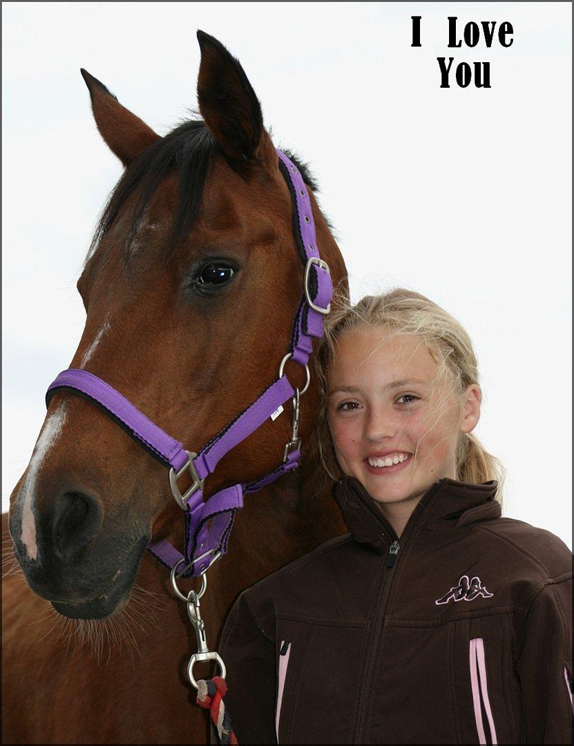 Hollandsk Sportspony Phebie billede 3