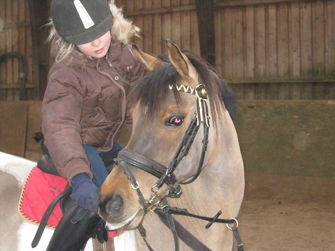 Pinto Holleskovgårds Teckla. - Har du noget til mig??
Hehe;)<3 billede 12