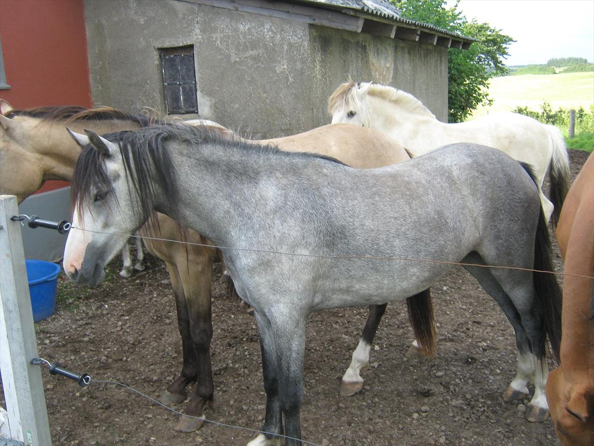 Welsh Partbred (Sec F) Midnights Masja - Masja hos Karin. billede 12