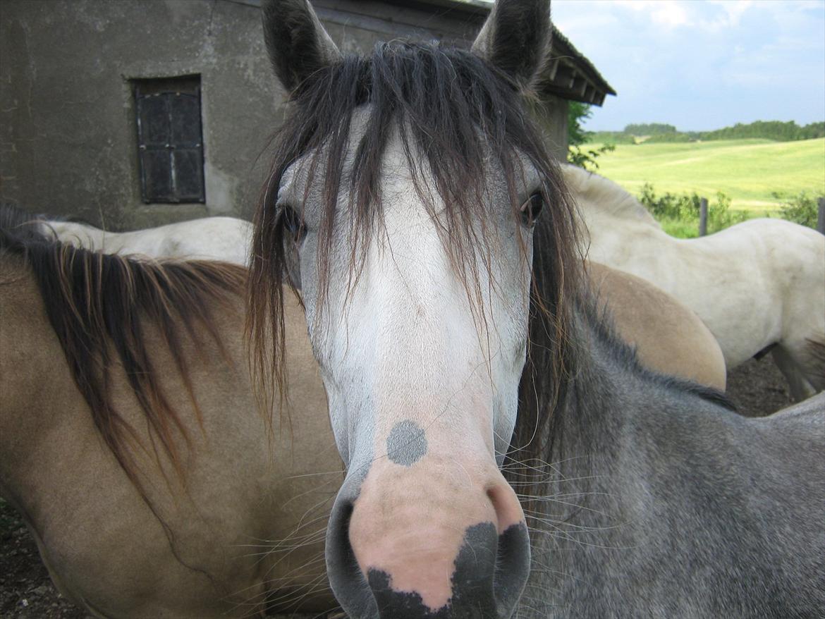 Welsh Partbred (Sec F) Midnights Masja - Masja er meget nysgerrig og kærlig, vi mistede desværre hendes mor i foråret, så nu er Masja sidste led i den "familie" billede 13