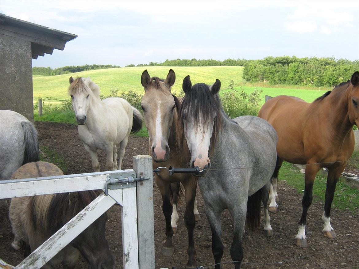 Welsh Partbred (Sec F) Midnights Masja - Masja og hendes gode ven Chamør billede 14