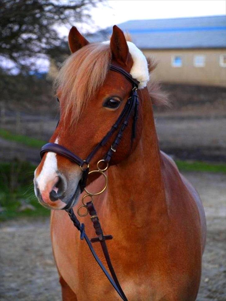 Haflinger Fusentast - "The sight of him did something to me, I've never quite been able to explain. He was more than tremendous strength and speed and beauty in motion. He set me dreaming". billede 1