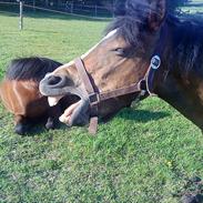 Anden særlig race Momfred