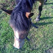 Anden særlig race Momfred