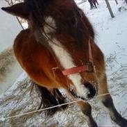 Anden særlig race Momfred