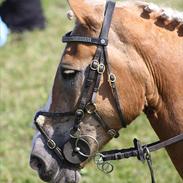 Haflinger Melina/ BELLA <3