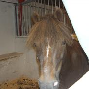 Welsh Pony (sec B) BKR's Sebastian