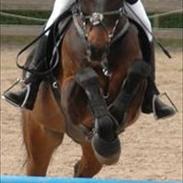 Tysk Sportspony Tiger Woods