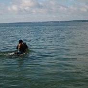 Tysk Sportspony Tiger Woods